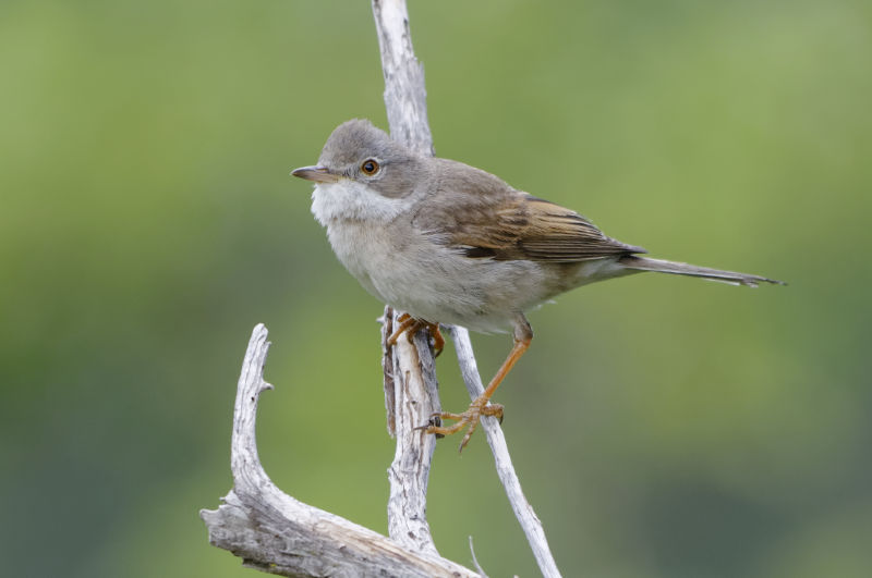 Fauvette grisette.jpg